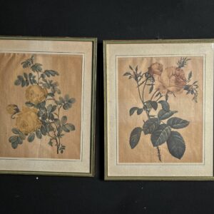 Dipinto Stampe Botaniche