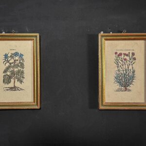 Coppia Stampe Botaniche